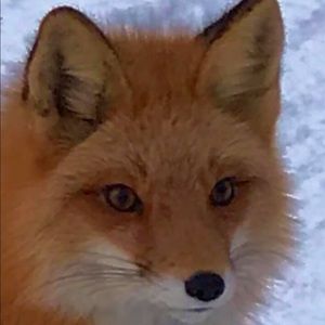 Meet your Posher, Victoria